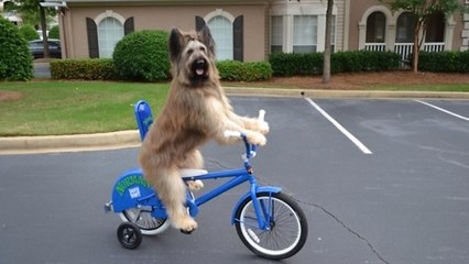 Este perro que monta en bici lo peta en las redes