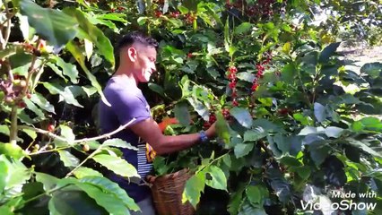 Aquí cortando café se encuentra Herminio Juarez