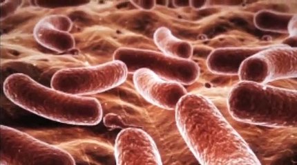 ¿Por qué es tan peligrosa la bacteria Klebsiella? Infecciones nosocomiales