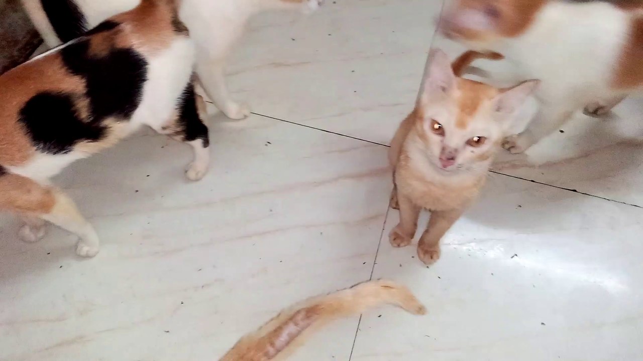 15 Cats wait to Eat Fish. Cats Compilation Part-2