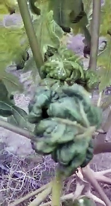 Papaya