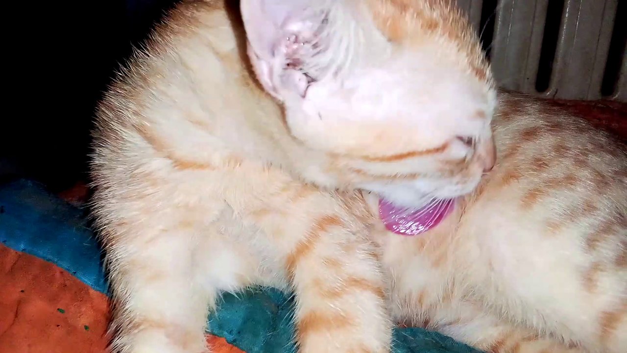 How Cat Cleanup itself  Observing.