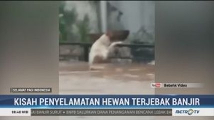 Kisah Penyelamatan Hewan Terjebak Banjir