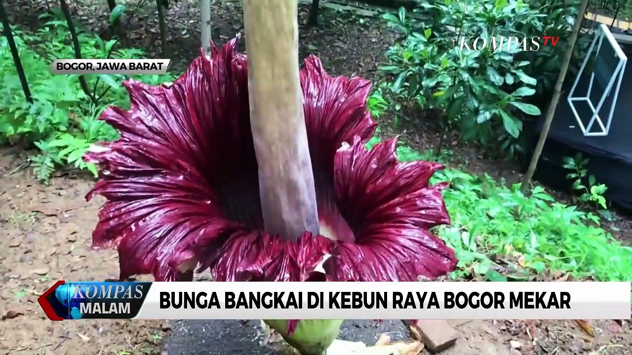 Momen Langka, Bunga Bangkai Mekar di Bogor