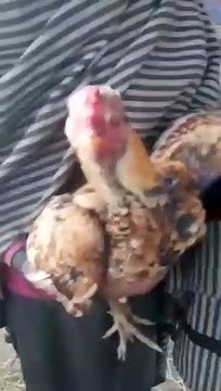 مرغ دنگل مرغ لڑاہی کے شوقین لوگ قریب قریب آجو