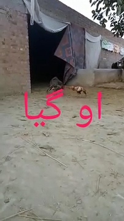 مرغ دنگل مرغ لڑاہی کے شوقین لوگ قریب قریب آجو