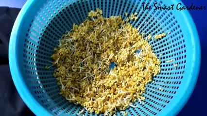 How to grow Methi ( Fenugreek ) in water | Hydrophonic System | In Hindi | The Smart Gardener