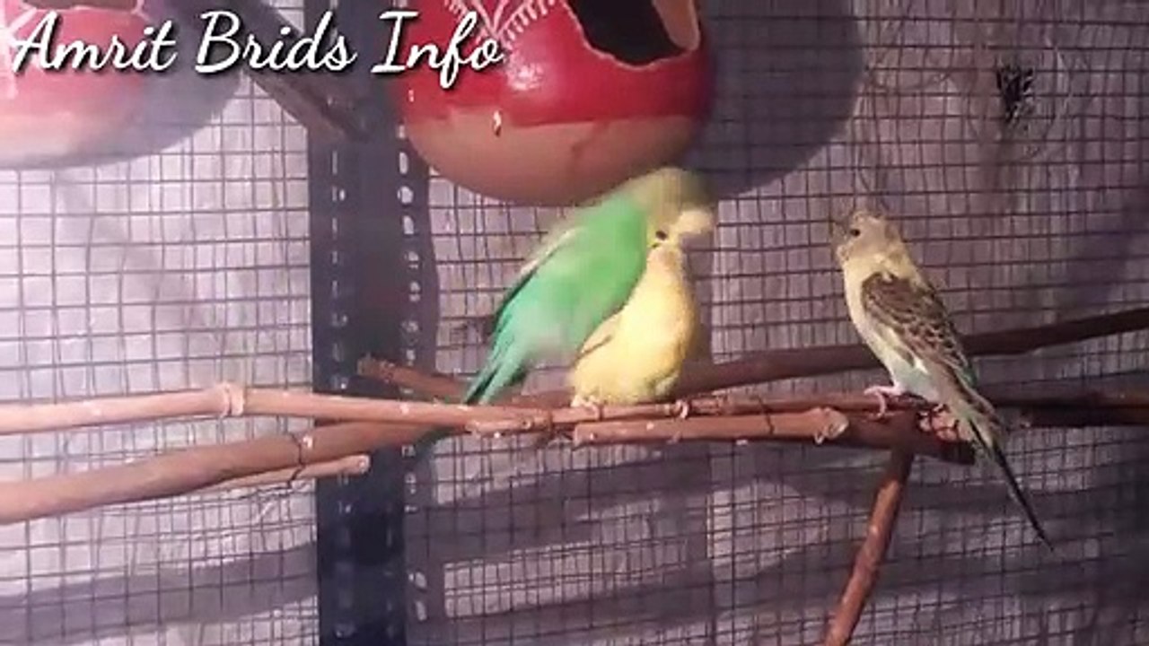Budgies parros Mating video Budgies Love video