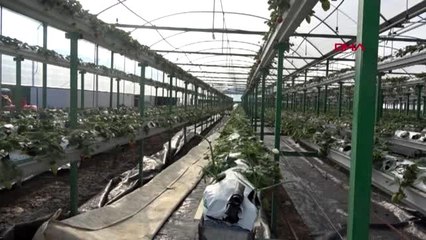 Profesör ve fotoğrafçı eşi ele verip serada çilek üretiyor