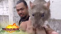 Year of the Metal Rat 2020 | Matanglawin