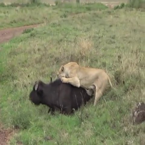 Animals Fight Video | Lion Killing Cap Buffalo  Wild Animal Life