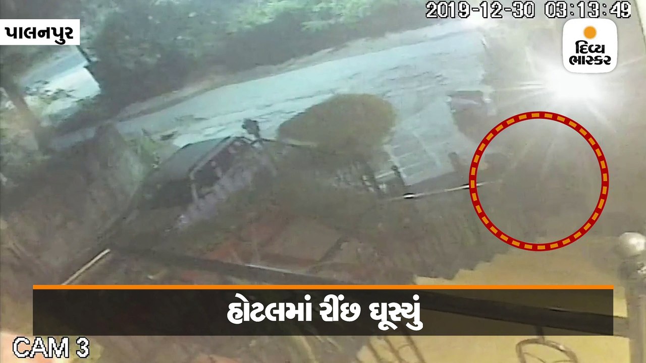 ‘રીંછ એકલું હોટલમાં ઘૂસ્યું, મોંઢામાં ઉપાડી દૂધ...