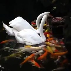 Duck giving food to small fishes | Beautiful creation of GOD