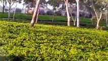 Wild elephants in tea garden of Assam