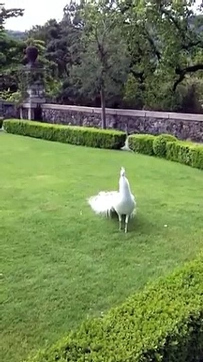 Beautiful peacock