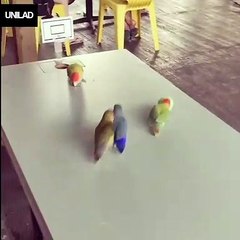 Birds playing basketball