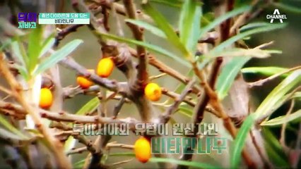 ☞동안의 비법☜ 중년 피부 건강을 돕는 OOO나무?!