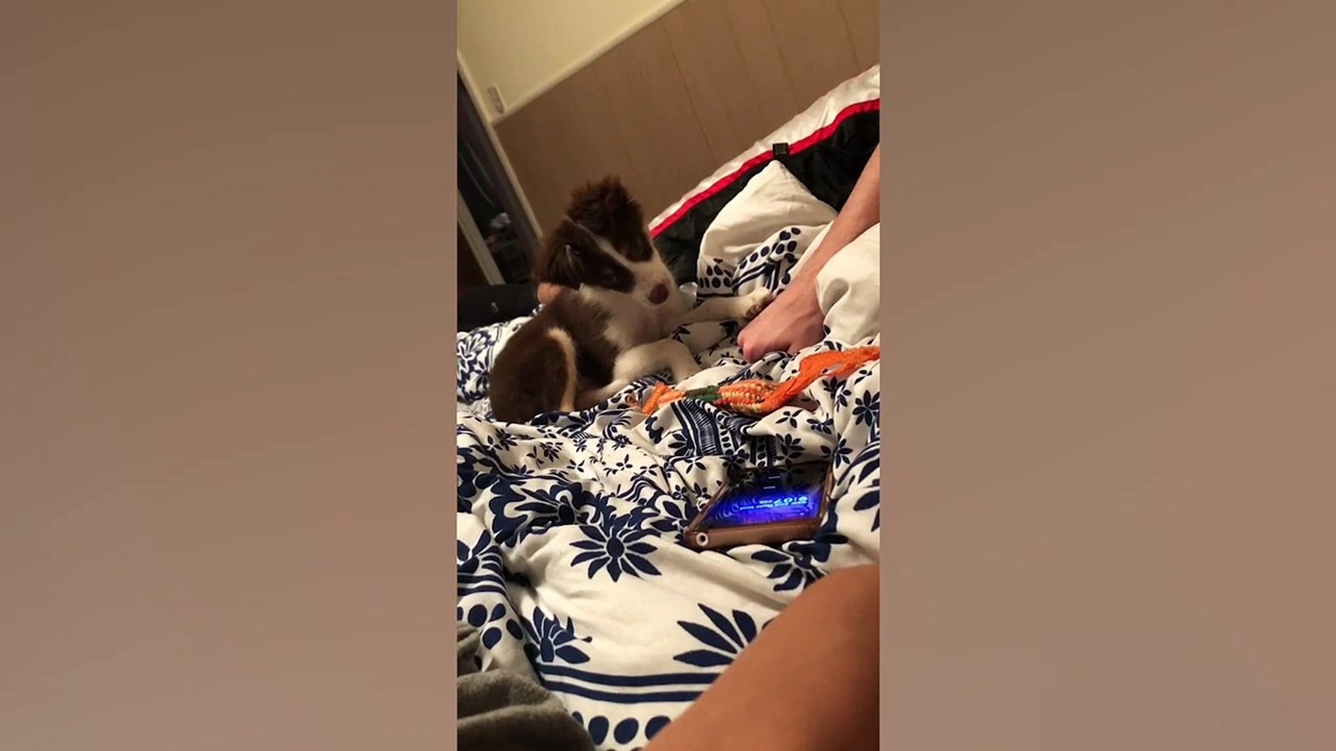 ⁣Confused Pets | Funny Pet Videos