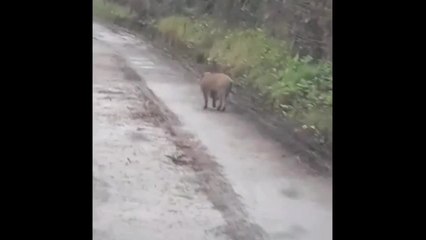 Un sanglier en balade à Soumagne