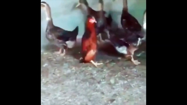 Cette poule marche comme les oies pour les imiter !