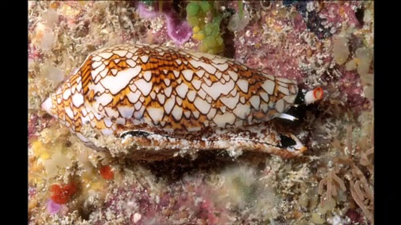 10 Most Dangerous Animals