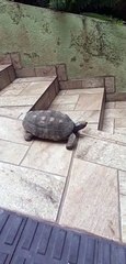 Red-Footed Tortoise Rides Ramp for Fun