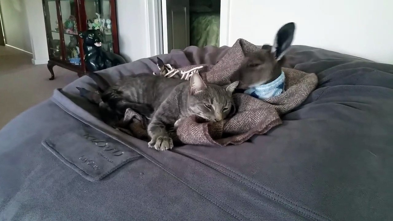 Kangaroo Joey Cleans Kitty's Ears
