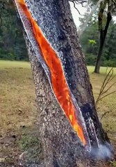 Inside a tree struck by lightning
