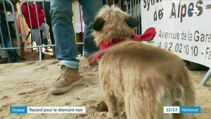 Alpes-Maritimes : le marché de truffes de Grasse a ouvert