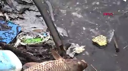 Balıkları ölmemeleri için çeşme oluklarında besliyorlar