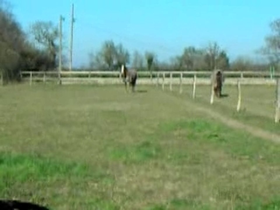 Kidjy au paddock