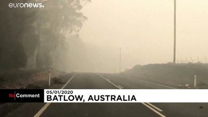 Haunting images of charred animals show horror of Australia fires