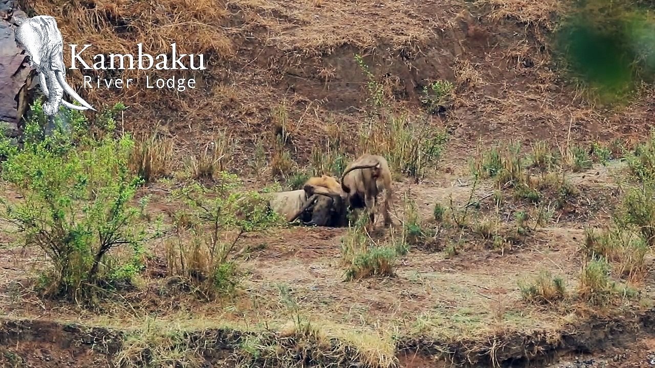 Final Battle of the Lion King in Kruger National Park