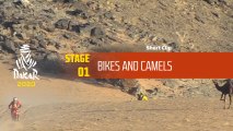 Dakar 2020 - Étape 1 / Stage 1 - Short Clip - Bikes and Camels