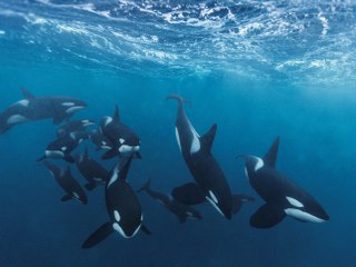 Estas orcas juguetean con sus presas porque "en el océano no hay mucho con qué jugar"