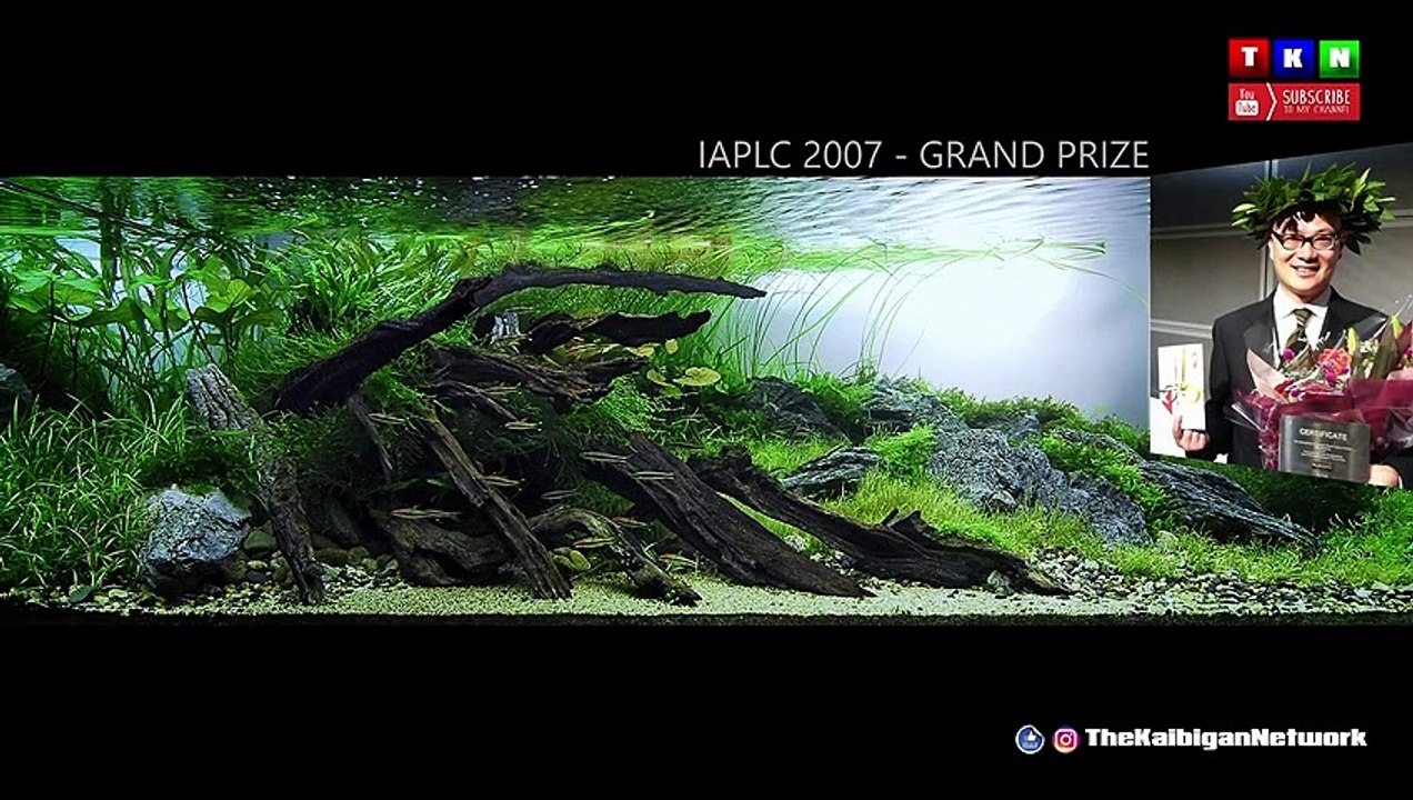 #Aquatic #Plants #Aquarium 2020