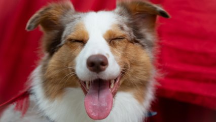 Veterinarians To Pet Owners: Please Don't Make These Mistakes
