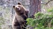 Si vous croisez un ours ne grimpez pas aux arbres, ça ne sert à rien...