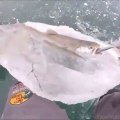 Pris dans la glaces en pleine chasse ce poisson se souviendra de cet hiver