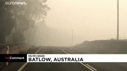 Imagens terríveis de animais carbonizados na Austrália