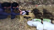 Yol kenarına atılmış çuval içerisindeki yeni doğmuş yavru köpekleri vatandaşlar kurtardı