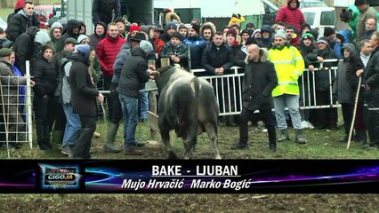 BAKE LJUBAN SANICA 2019 KOD DADE