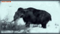 ¿Un mamut vivo en Siberia?