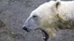 El oso polar se merienda un pato ante los aterrados visitantes del zoo