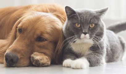 Los perros y gatos más graciosos del mundo