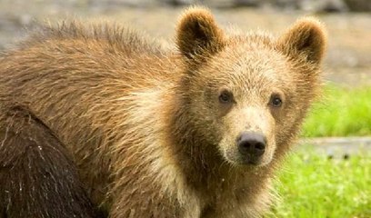 Mujer mantiene encerrado en su casa a un cachorro de oso en peligro de extinción porque "creía que era un perro"