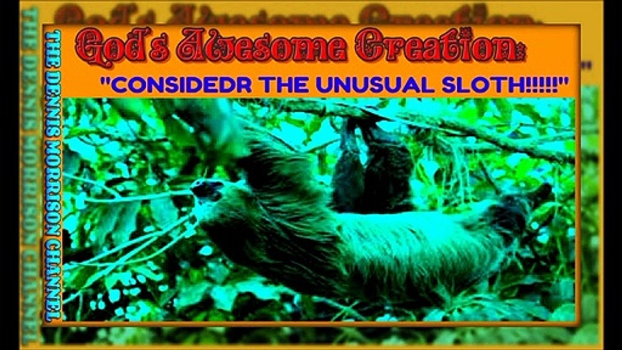 GOD'S AWESOME CREATION CONSIDER THE UNUSUAL SLOTH PLUS A NORTHERN MICHIGAN MYSTERY
