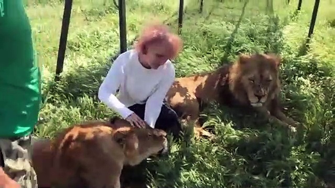 Estos dos leones de Crimea se dejan acariciar por una turista como si fueran gatitos