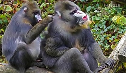 5 facts about the animal kingdom that Golden Globe-nominated 'The Lion King' ignored