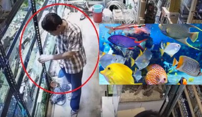 Se busca al tipo que envenena 'por placer' a los peces tropicales de las tiendas de mascotas